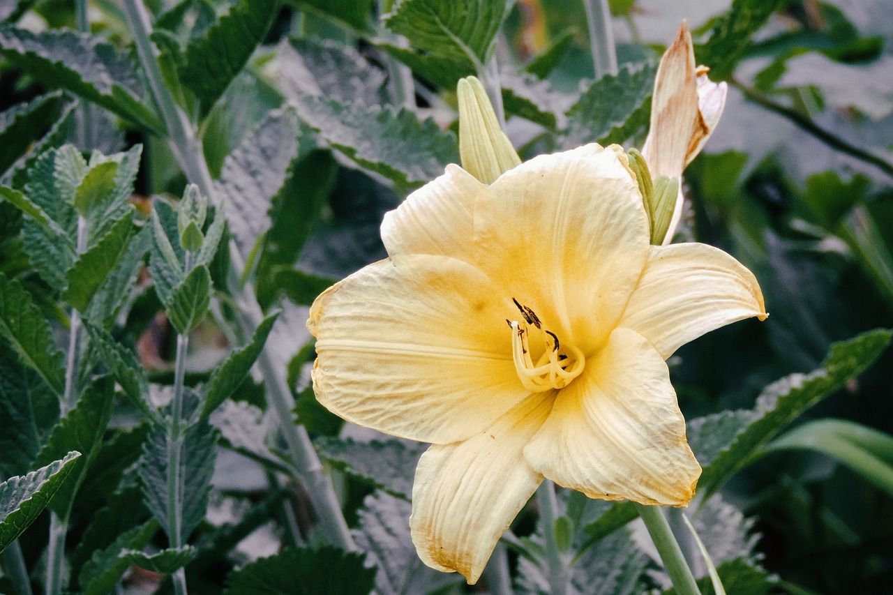 lily daylily yellow free photo