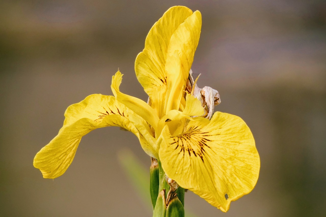 lily yellow iris free photo