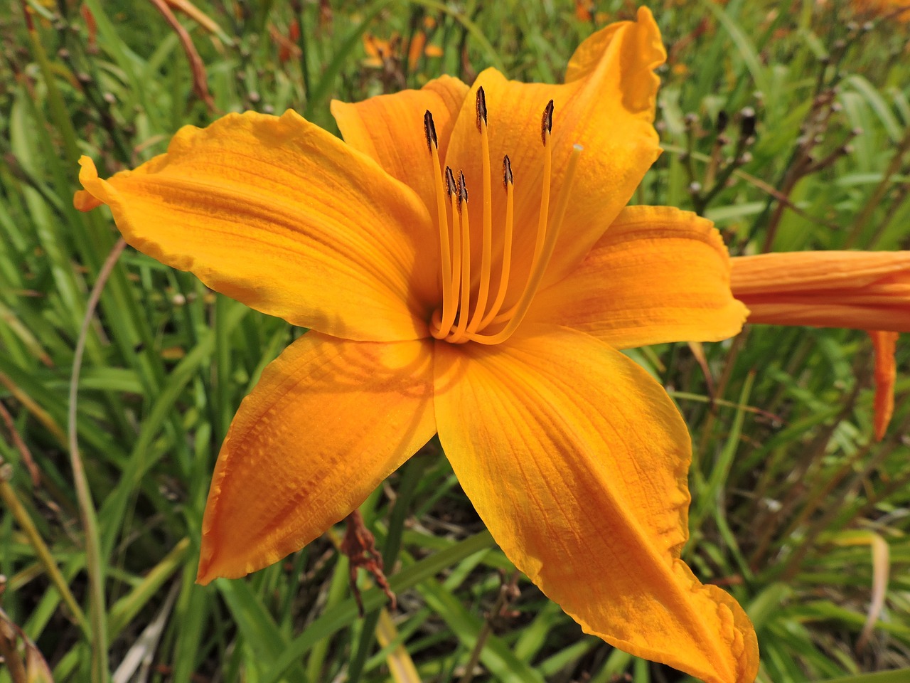 lily yellow bloom free photo