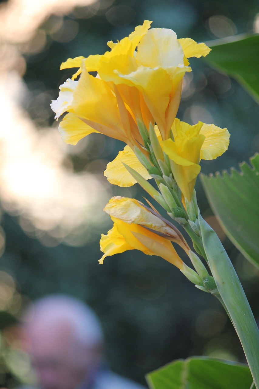 lily flower nature free photo