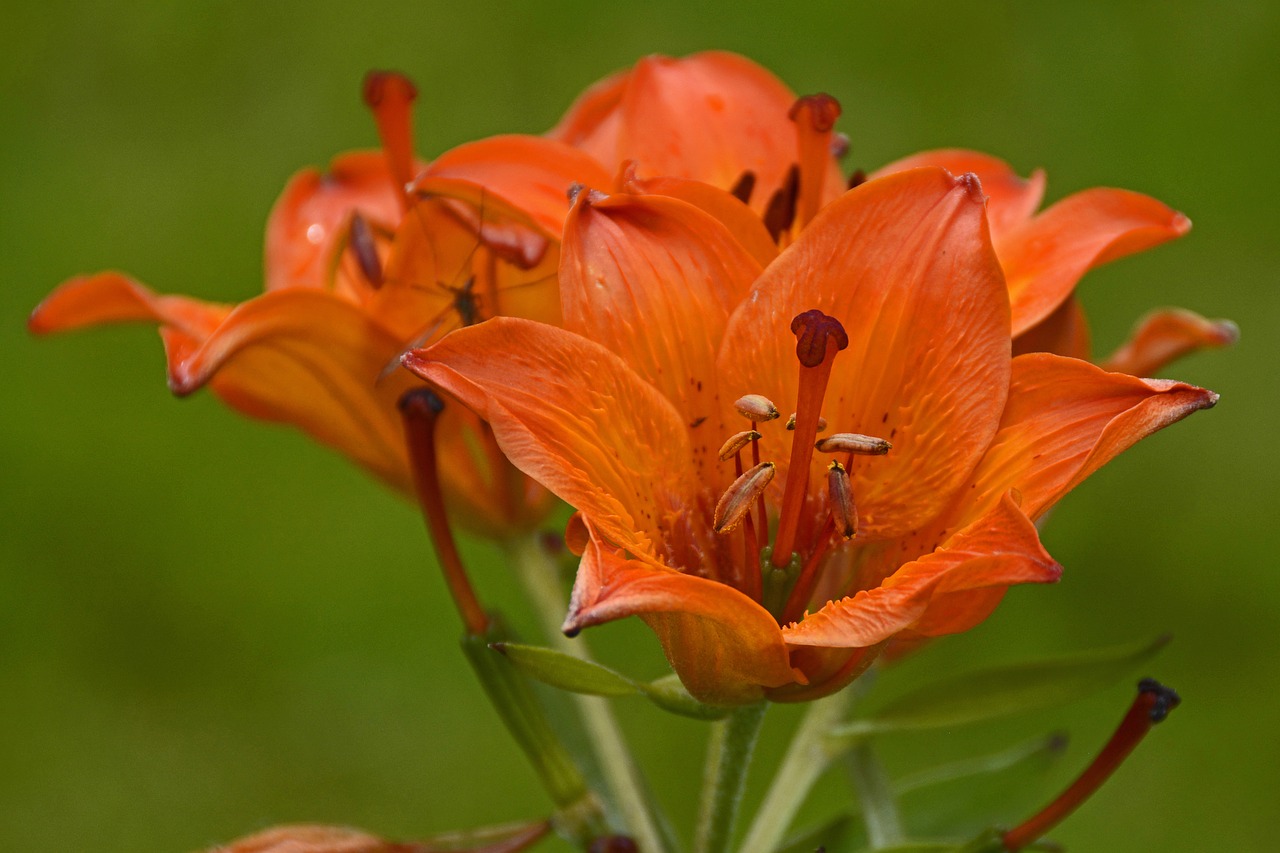 lily blossom bloom free photo