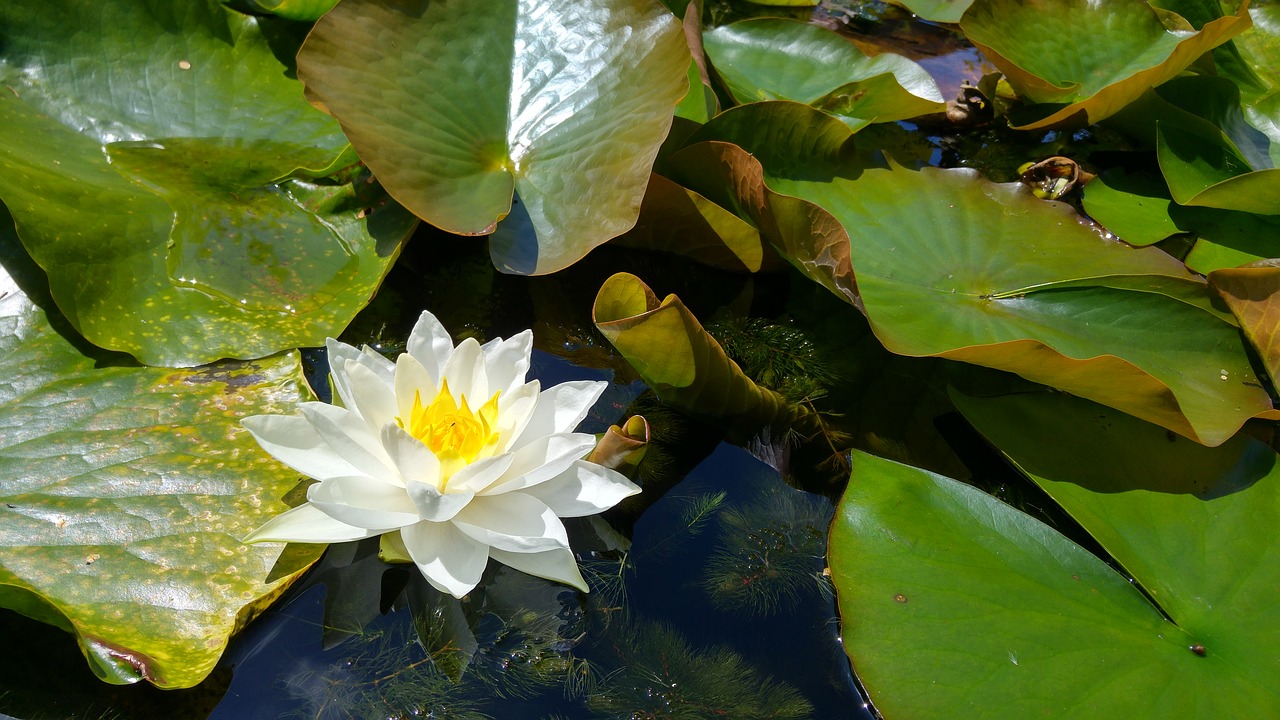 lily water lily flower free photo