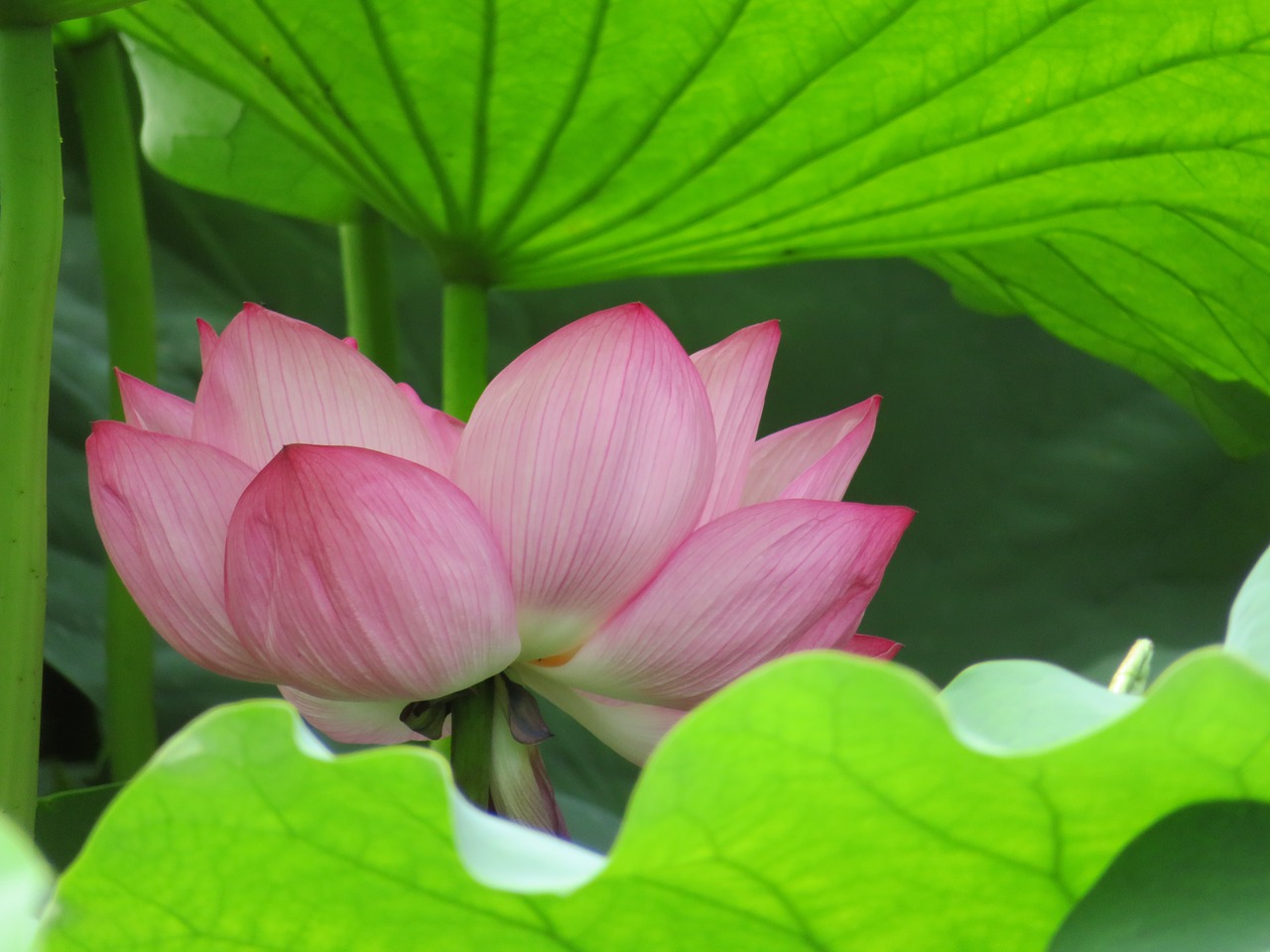 lily pink flower free photo