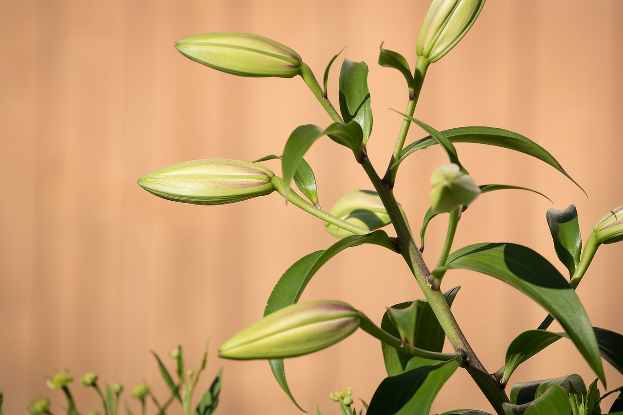 lily bud plant free photo