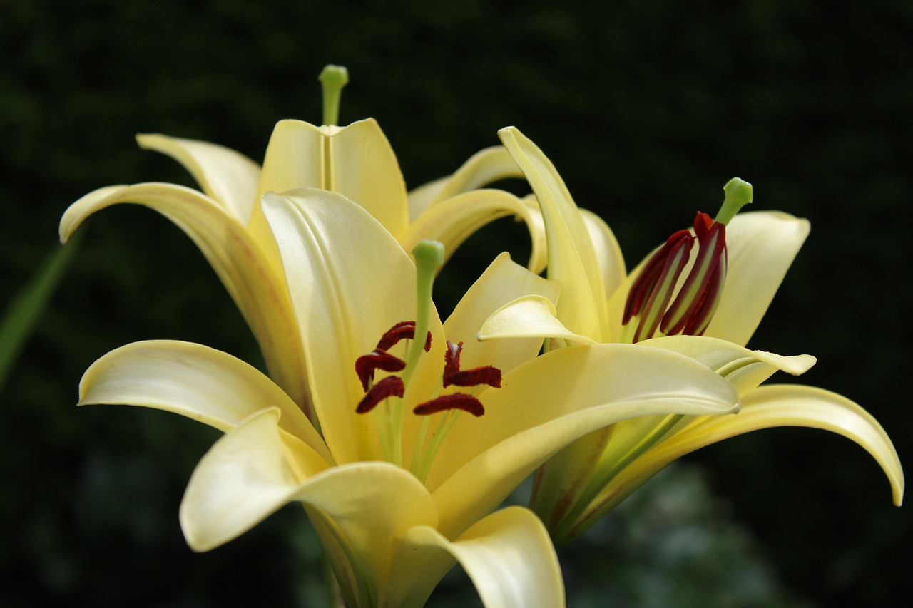 lily yellow flowers free photo