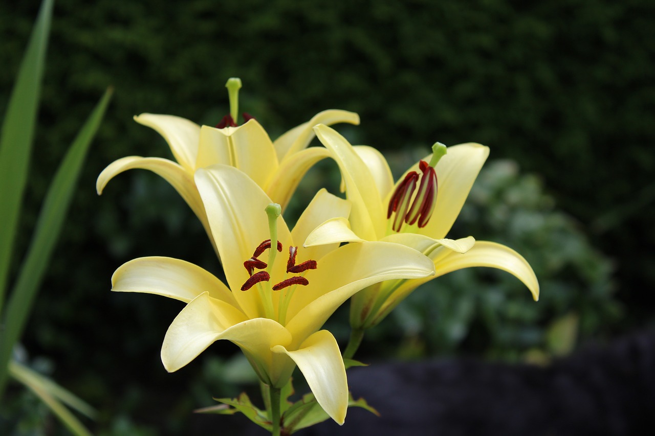 lily yellow flowers free photo