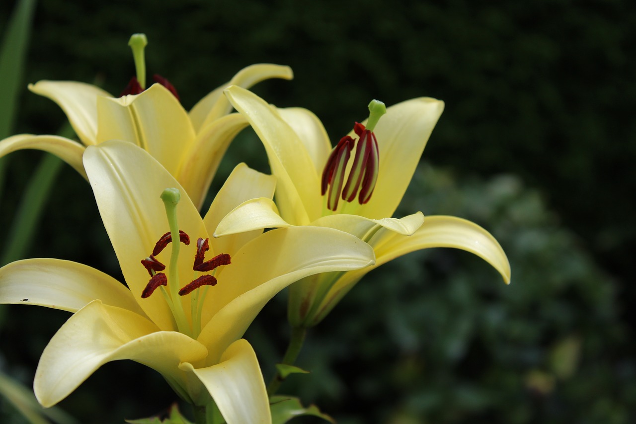 lily yellow flowers free photo