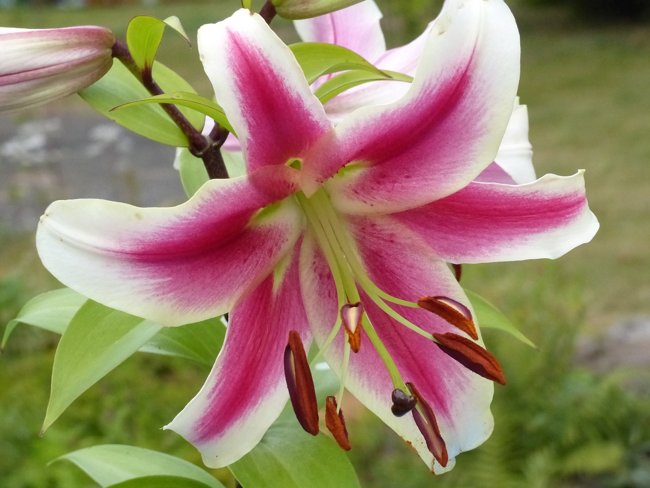 lily pink white free photo