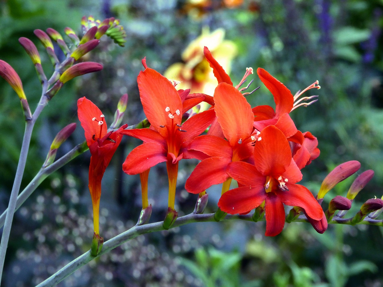 lily ornamental garden orange free photo