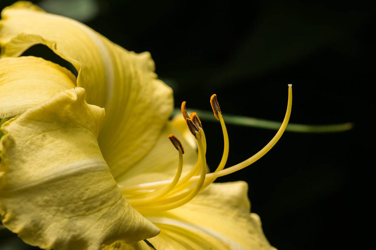 lily garden flower free photo