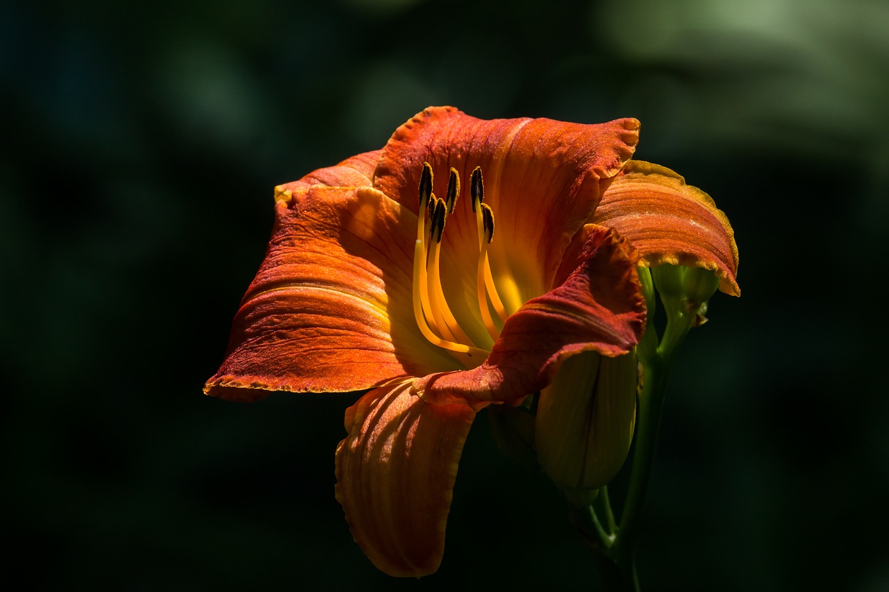 lily garden flower free photo