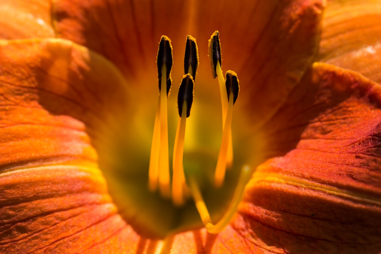 lily flower garden free photo