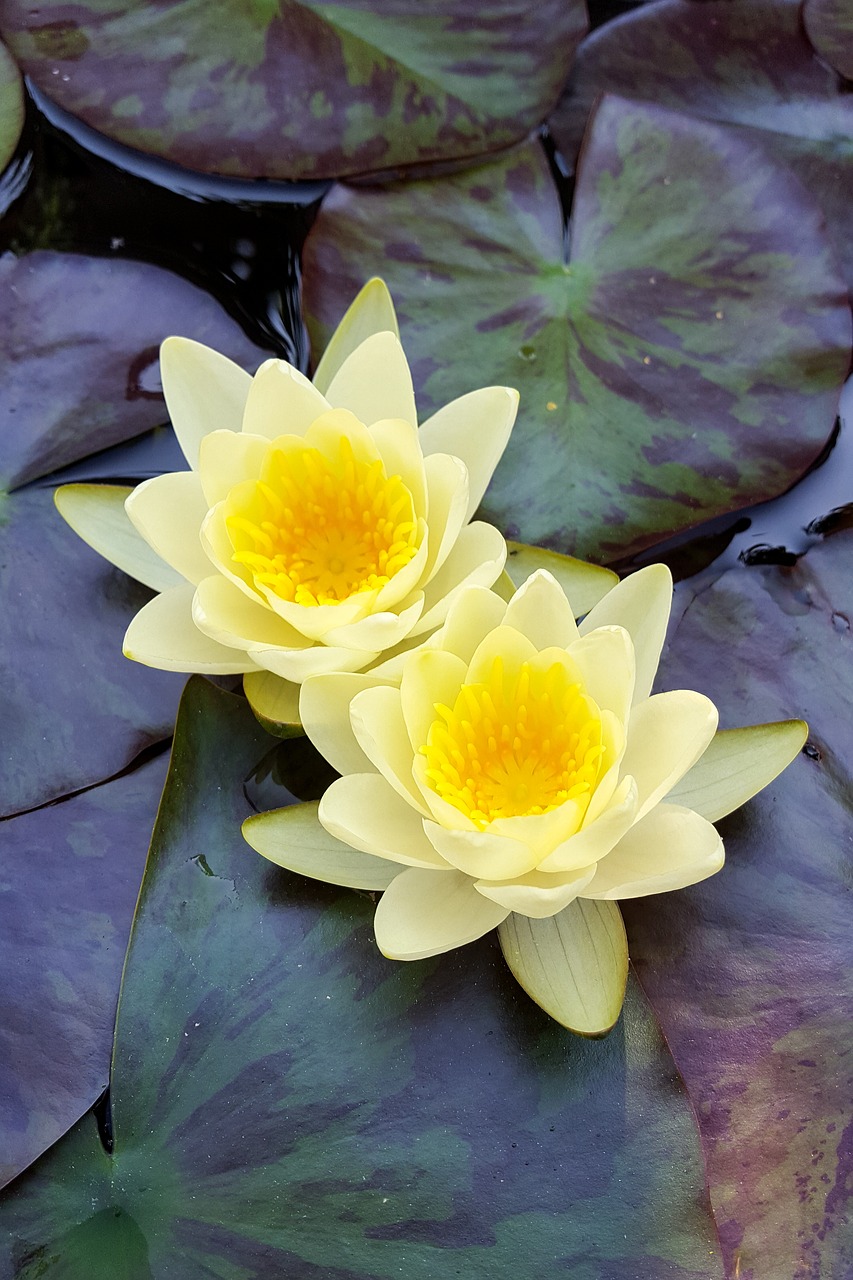 lily water pond free photo