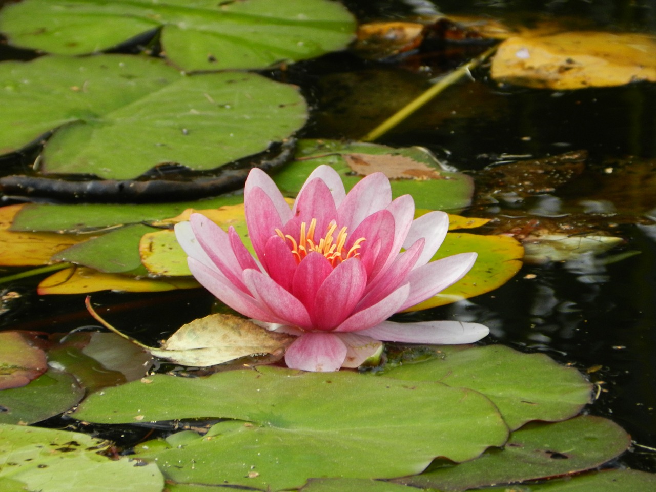 lily water lily flower free photo