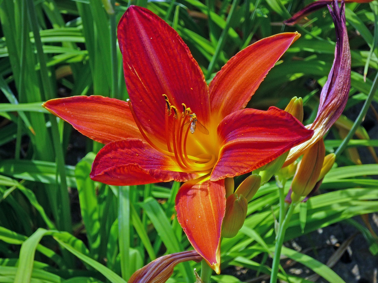 lily flowers plant free photo