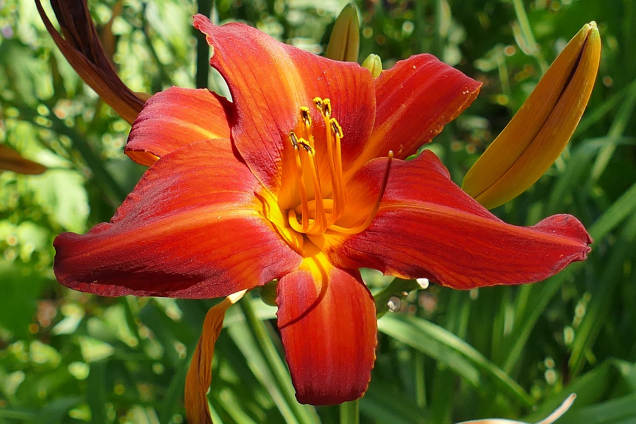 lily flower garden blossom free photo