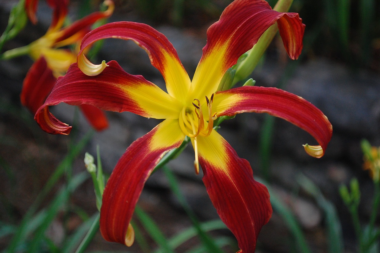 lily flower tropical free photo