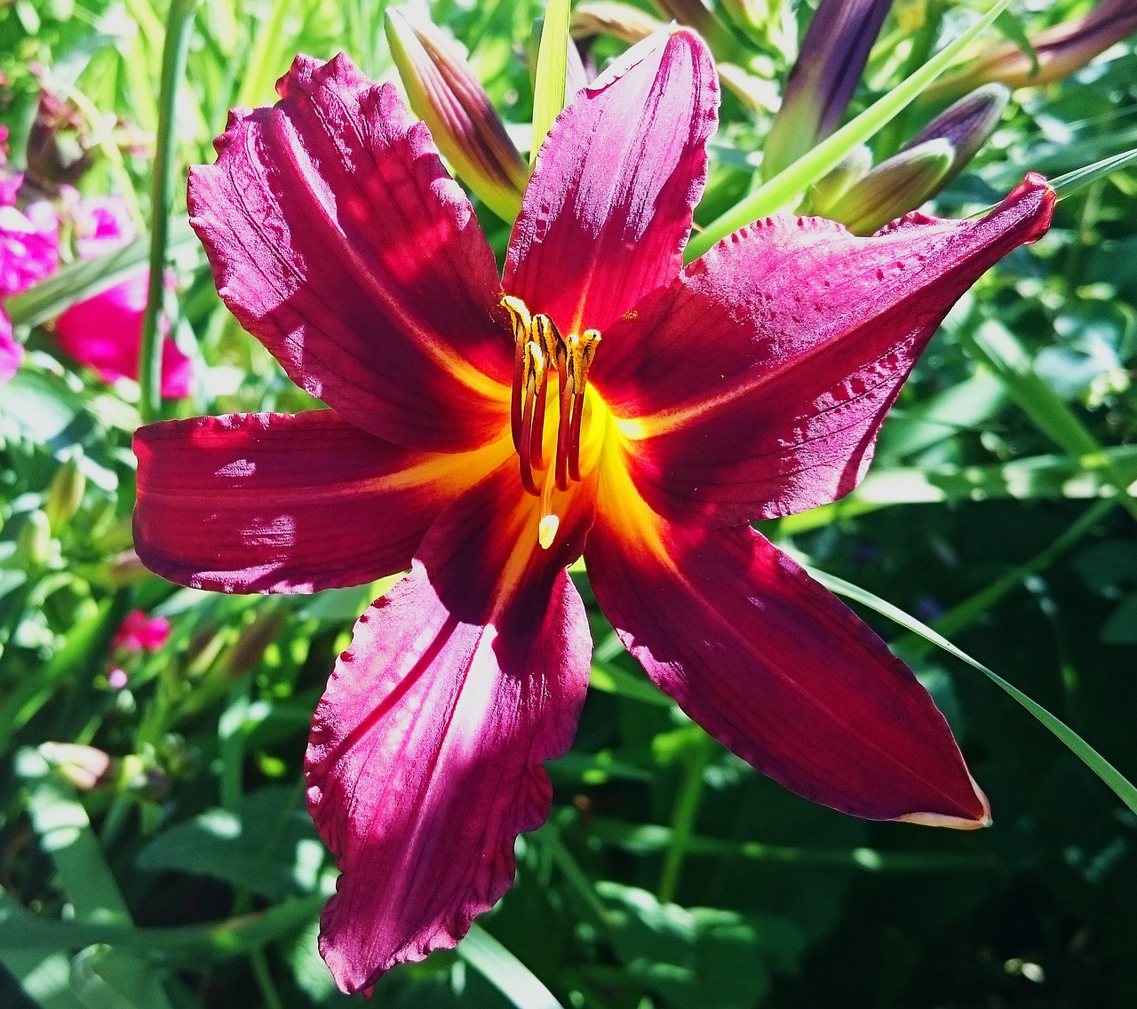 lily flower flowers free photo