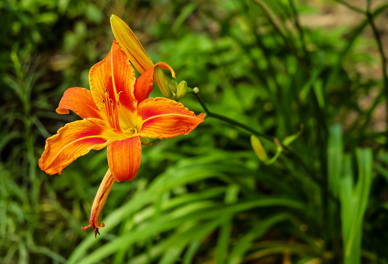 lily flower blossom free photo