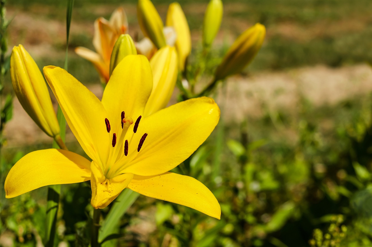 lily flower blossom free photo