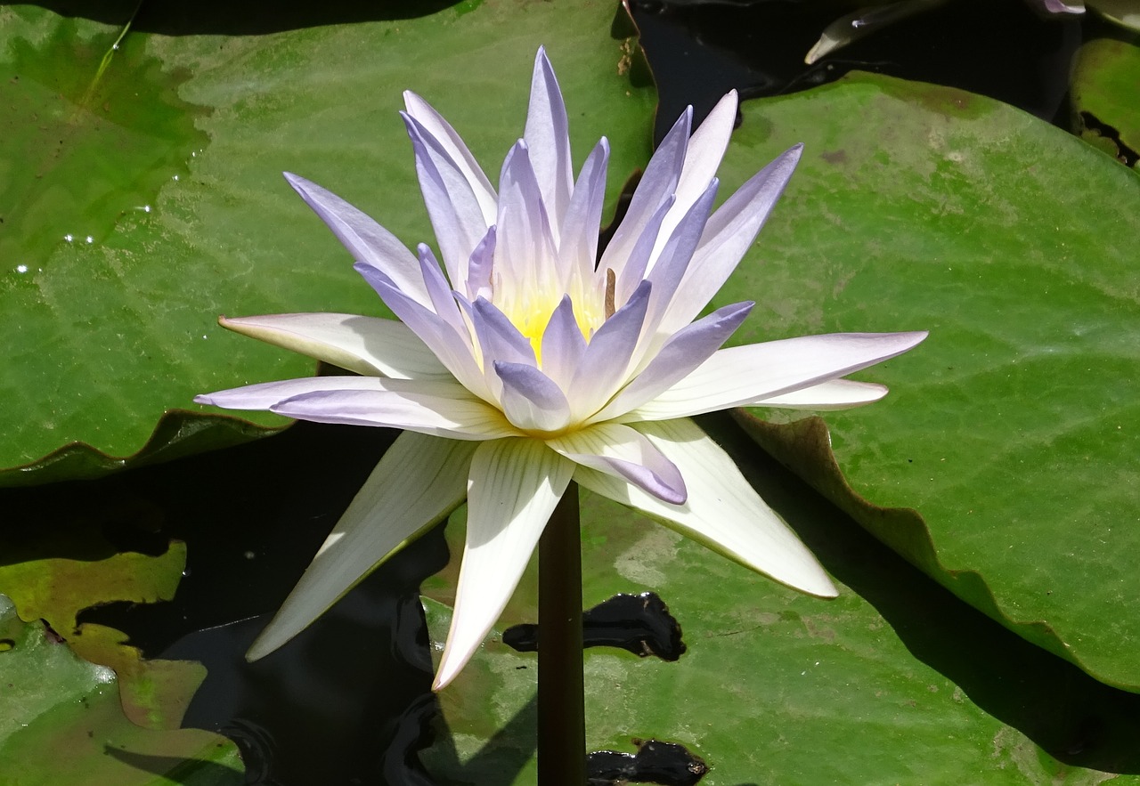 Download free photo of Lily,water lily,nymphaea caerulea,blue water ...