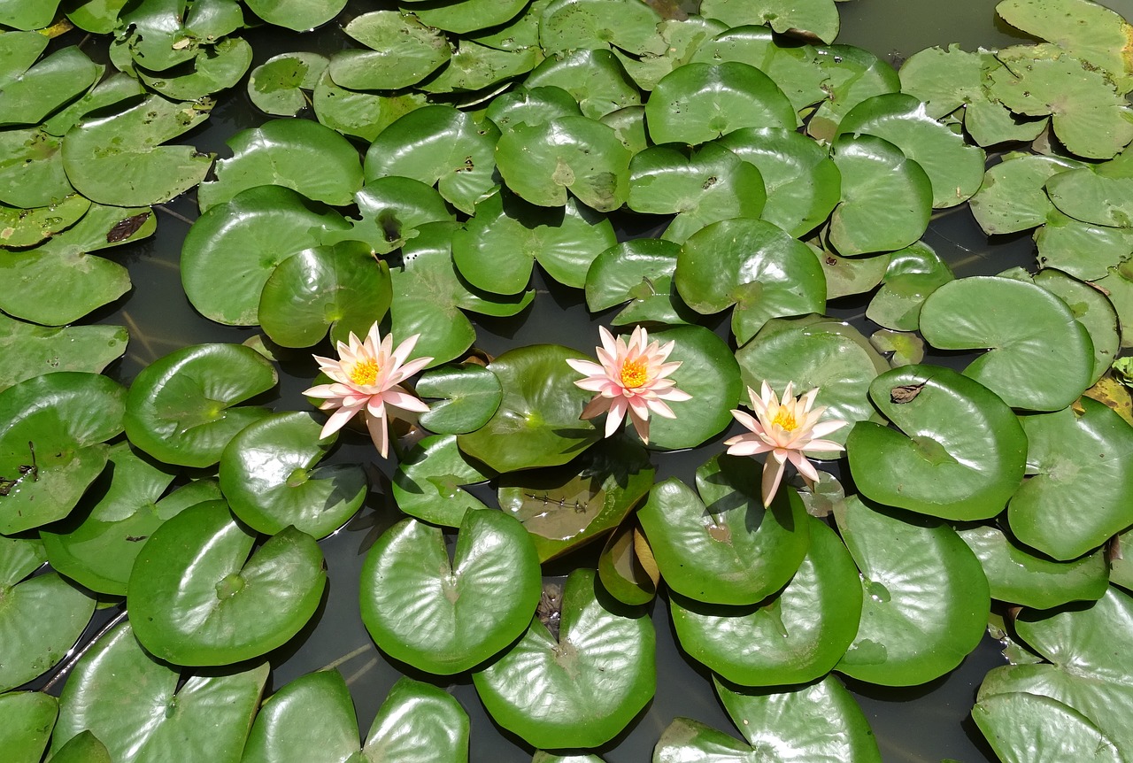 flower water lily nymphaea colorado free photo