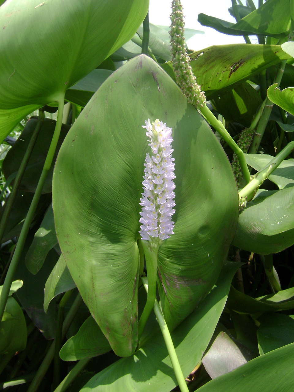 lily nature pond free photo