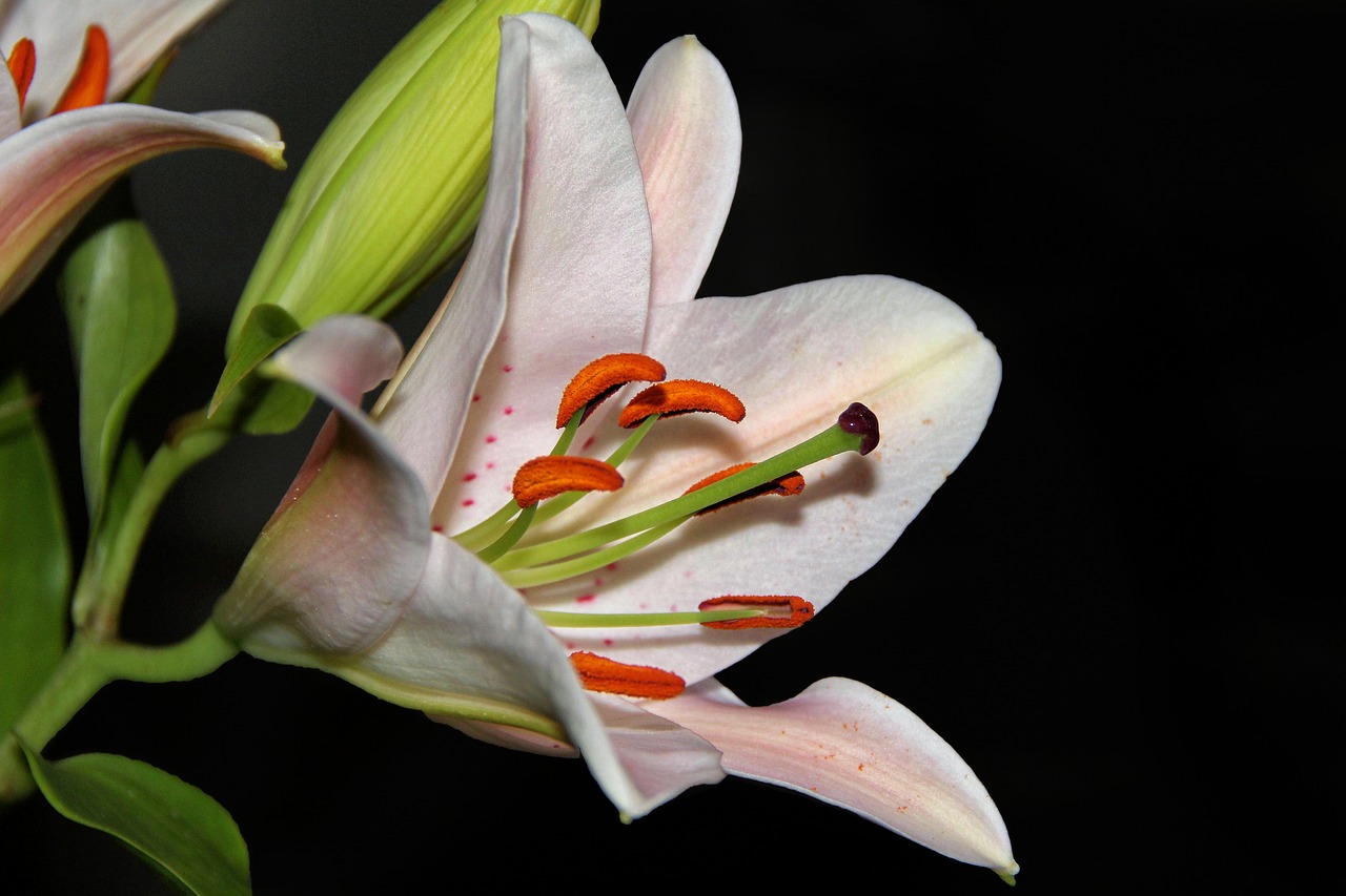 lily blossom bloom free photo