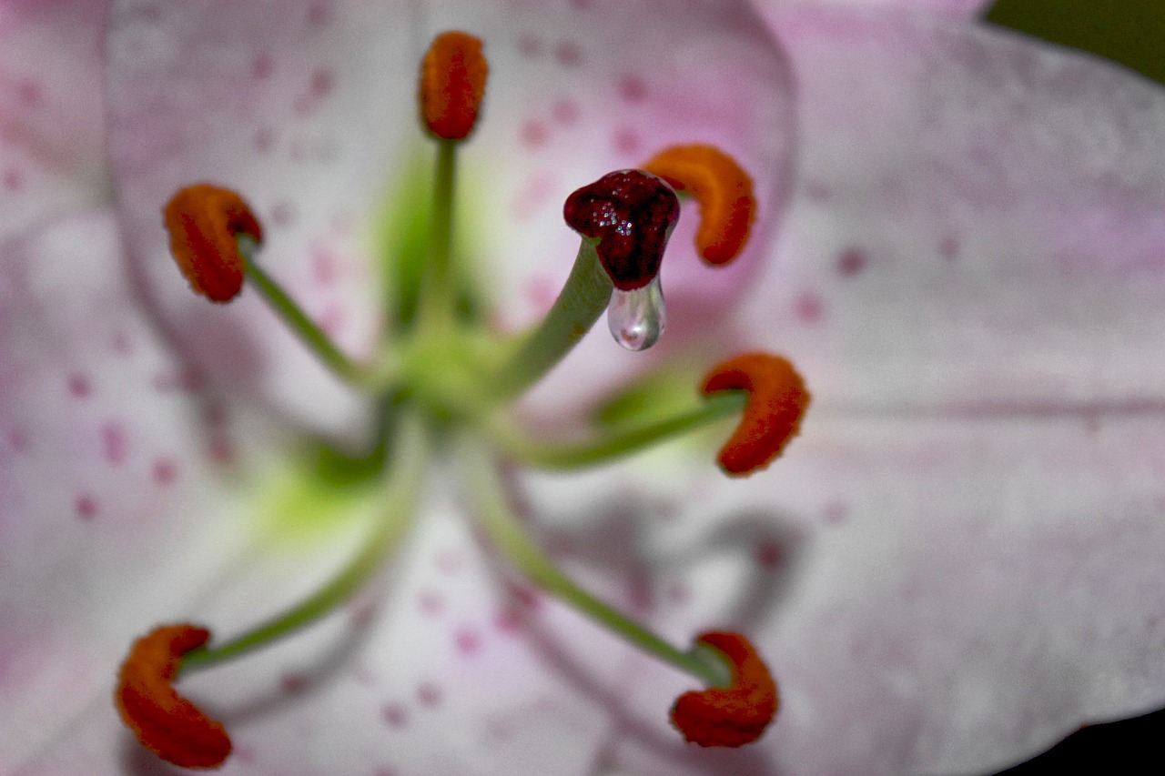 lily pistil pollen free photo