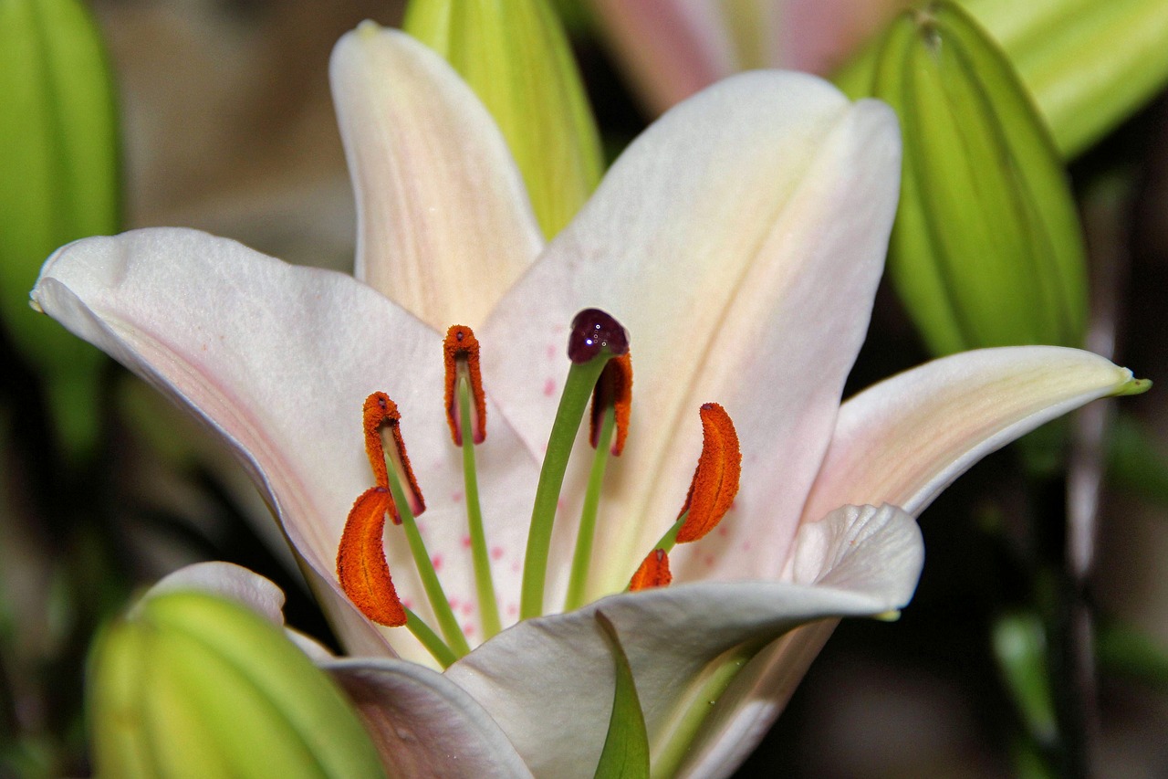 lily daylily blossom free photo