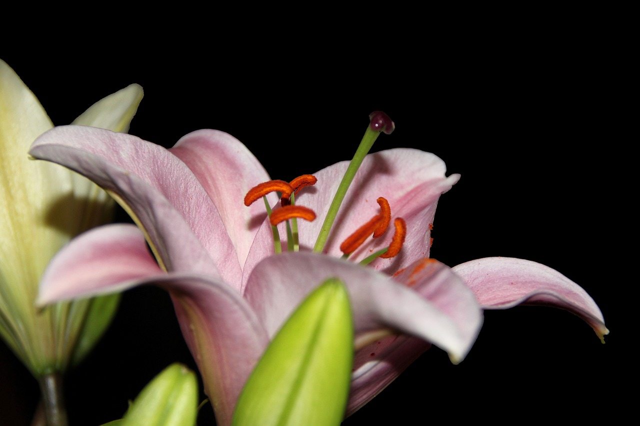 lily daylily blossom free photo