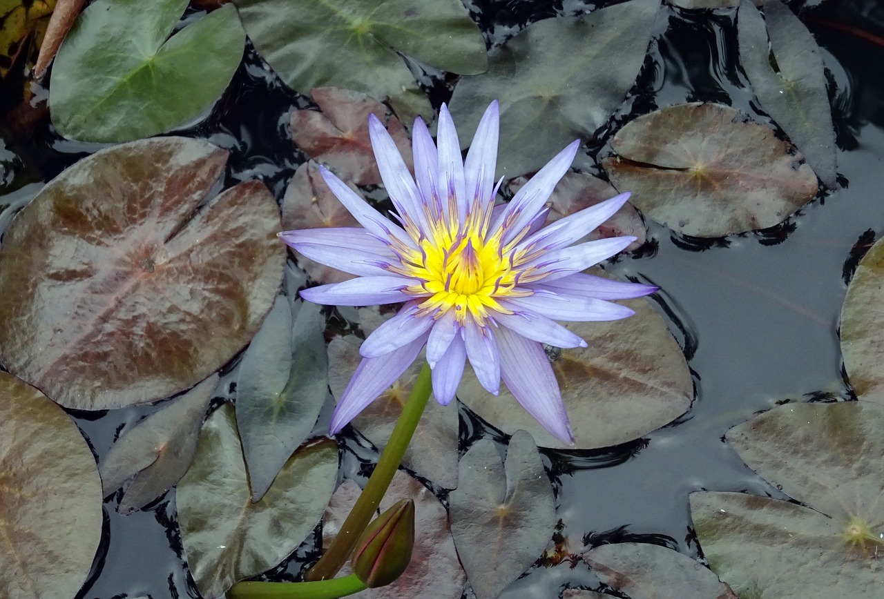 lily water lily nymphaea nouchali free photo