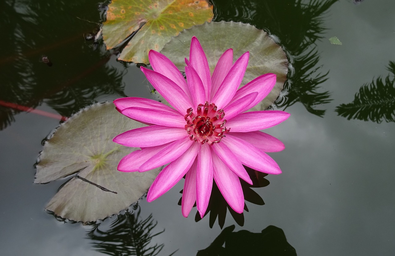 lily water lily red water lily free photo