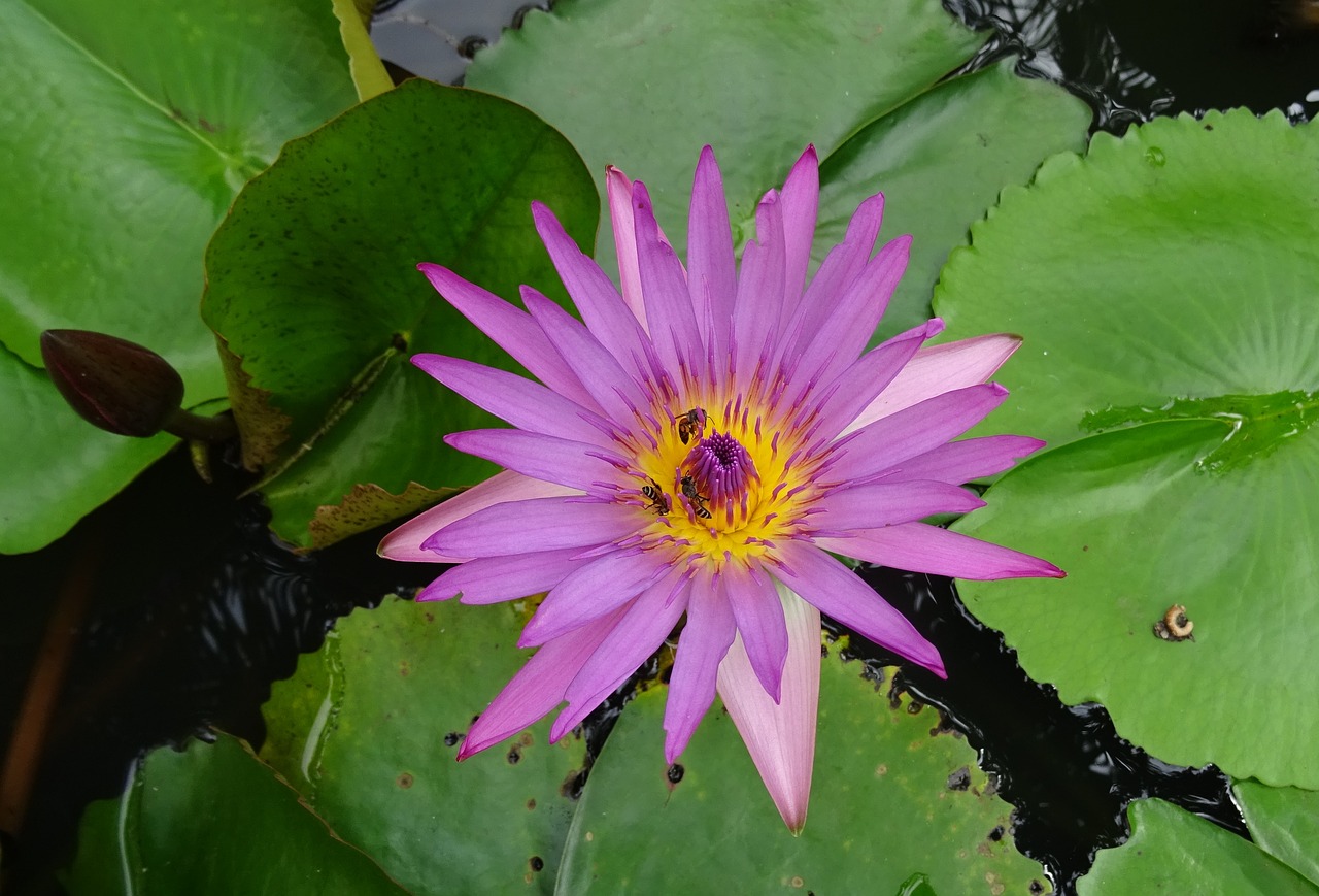 lily water lily cape blue waterlily free photo