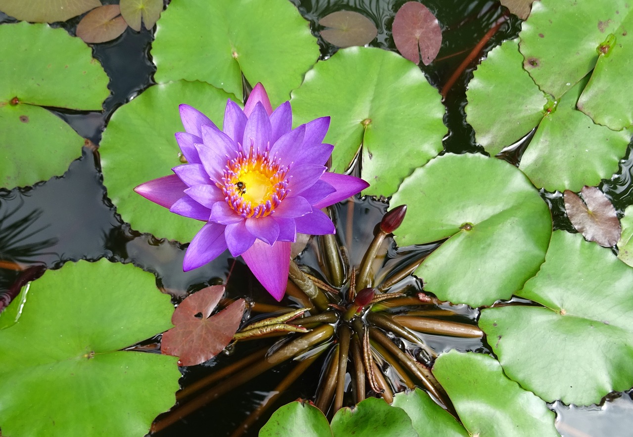lily flower blue water lily free photo