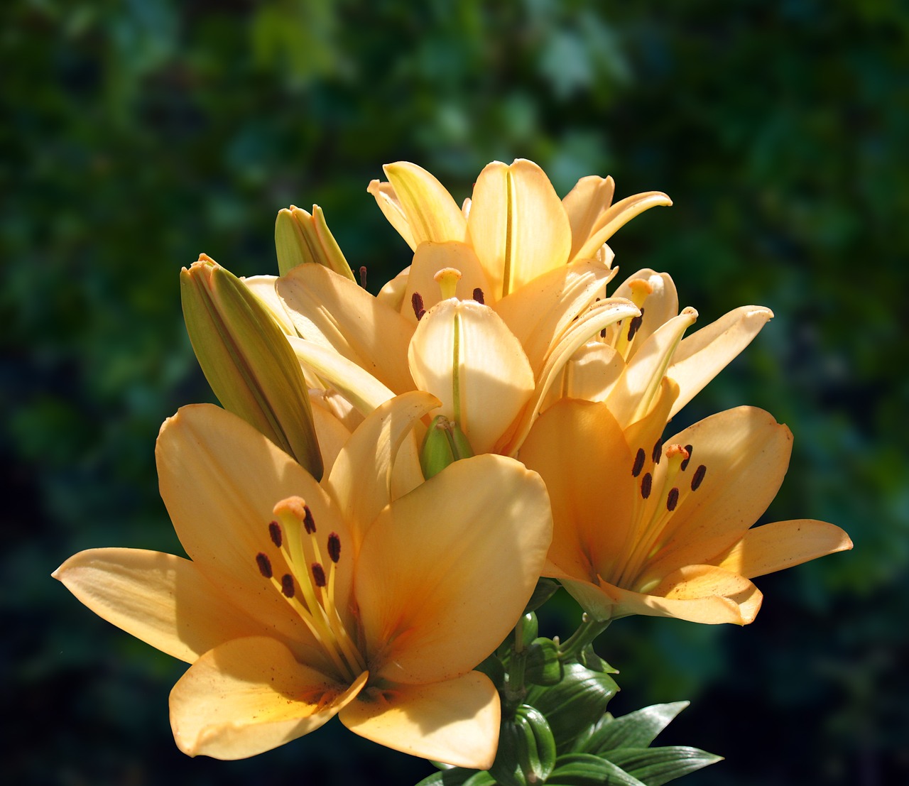 lily orange close free photo