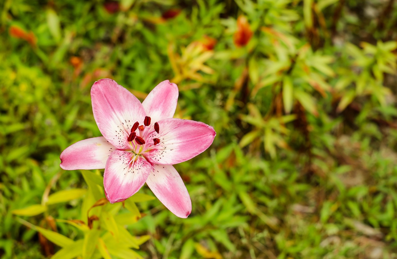 lily flower blossom free photo