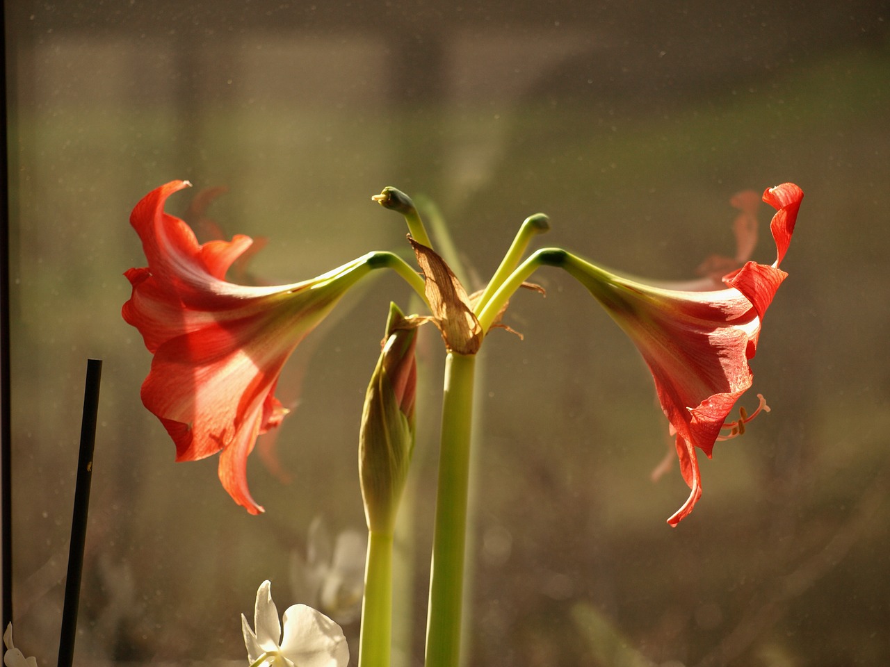 lily flower bokeh free photo