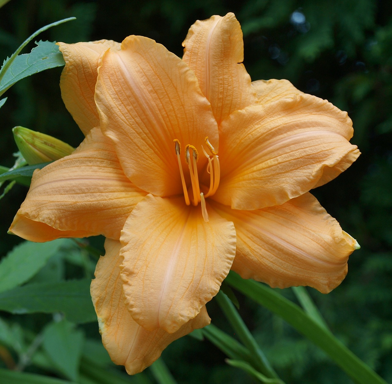 lily double lily cape cod free photo