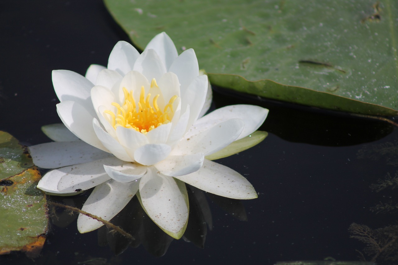 lily lily pad marsh free photo