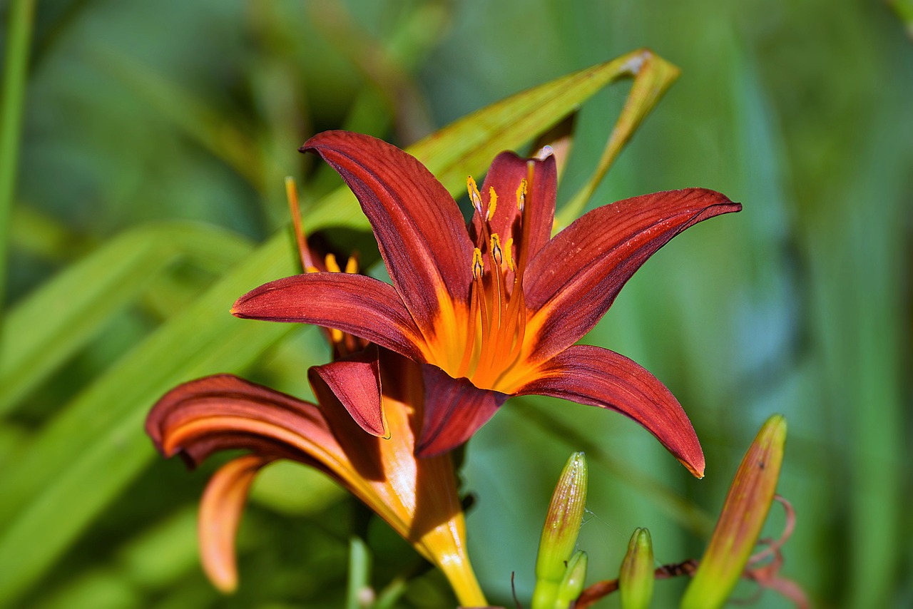 lily close red free photo