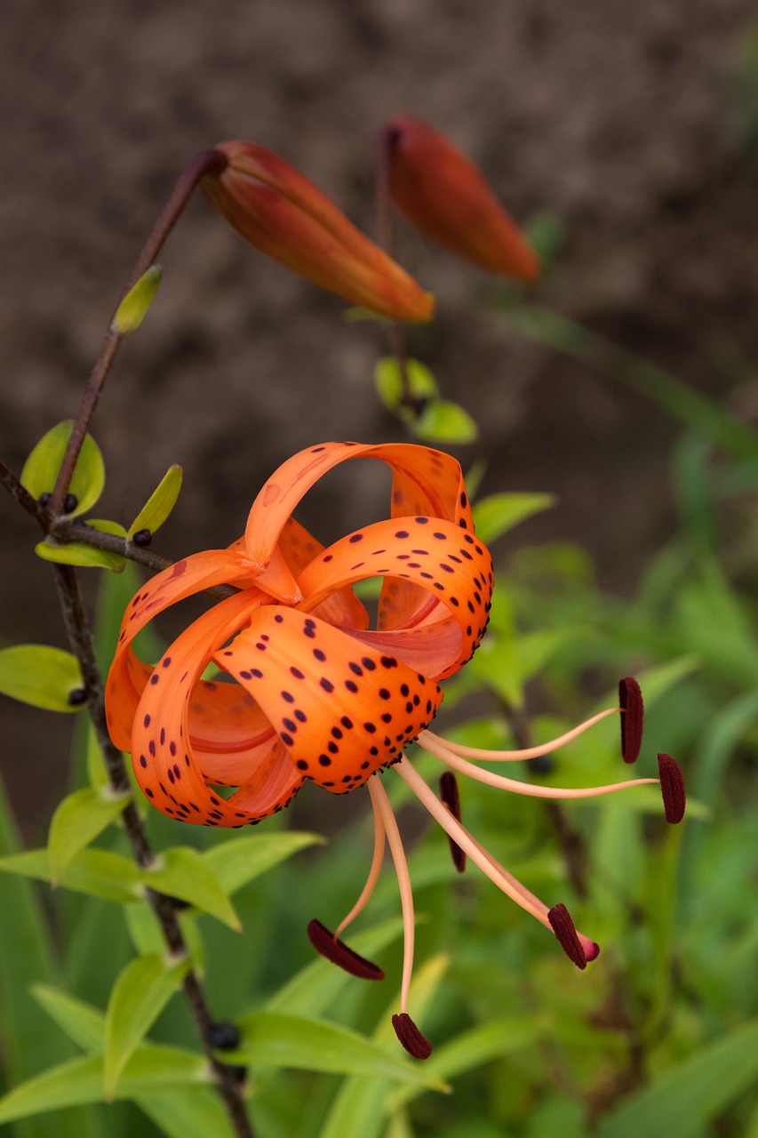 lily flower closeup free photo