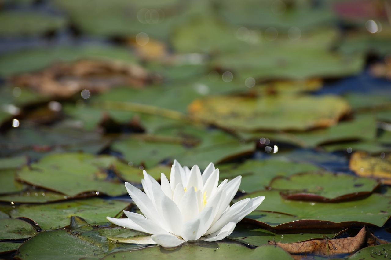 lily flower river free photo