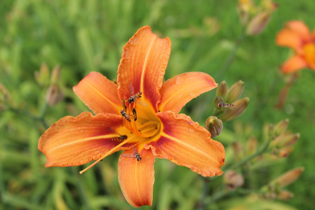 lily flower insect free photo