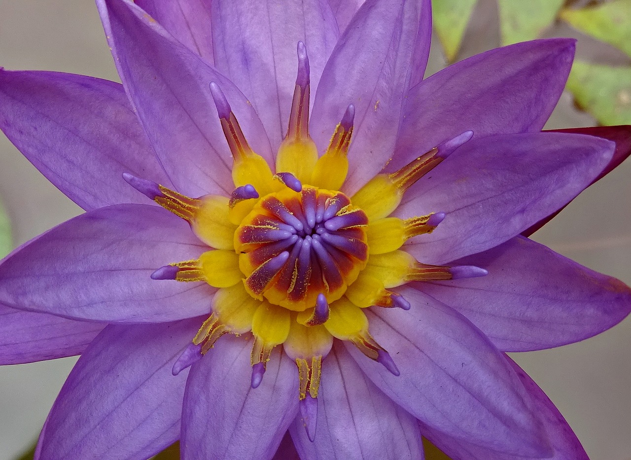 lily flower nymphaea tina free photo