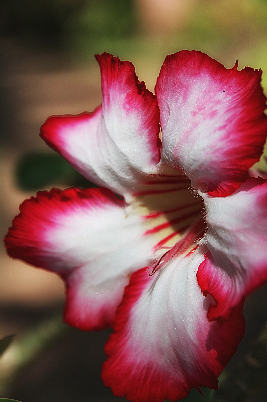 impala lily lily chalice free photo