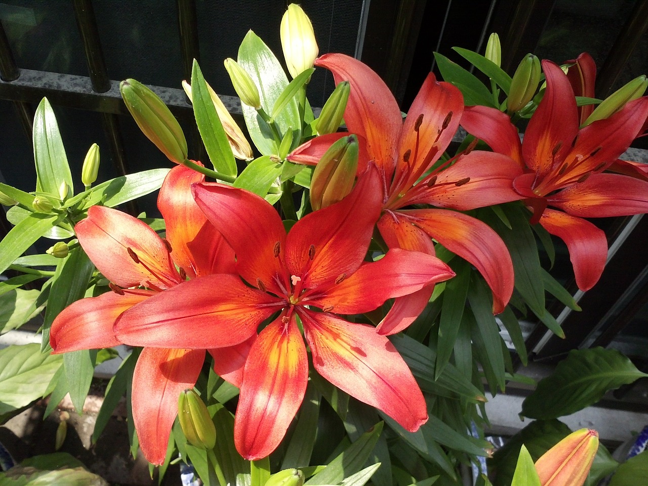 lily plants garden free photo