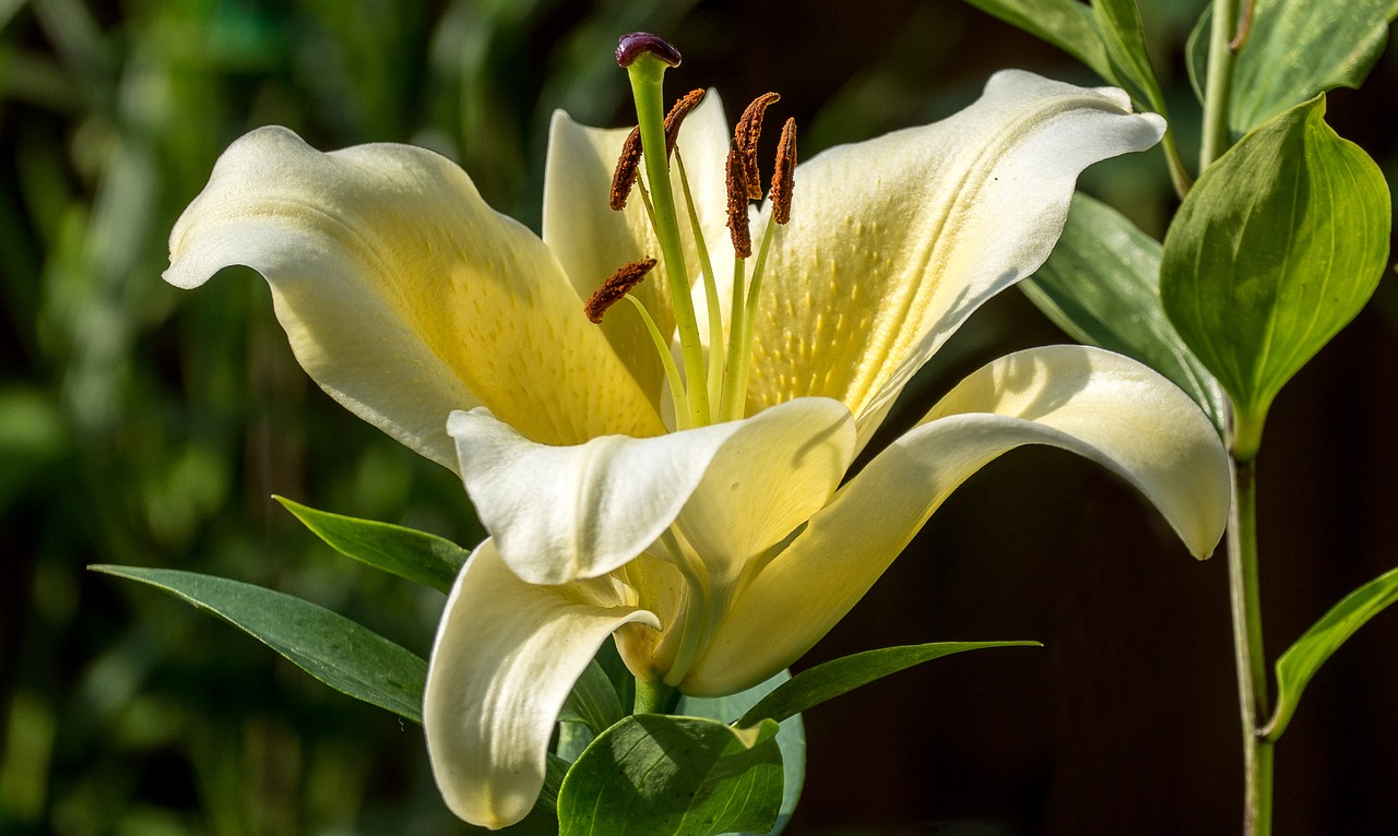 lily flower nature free photo