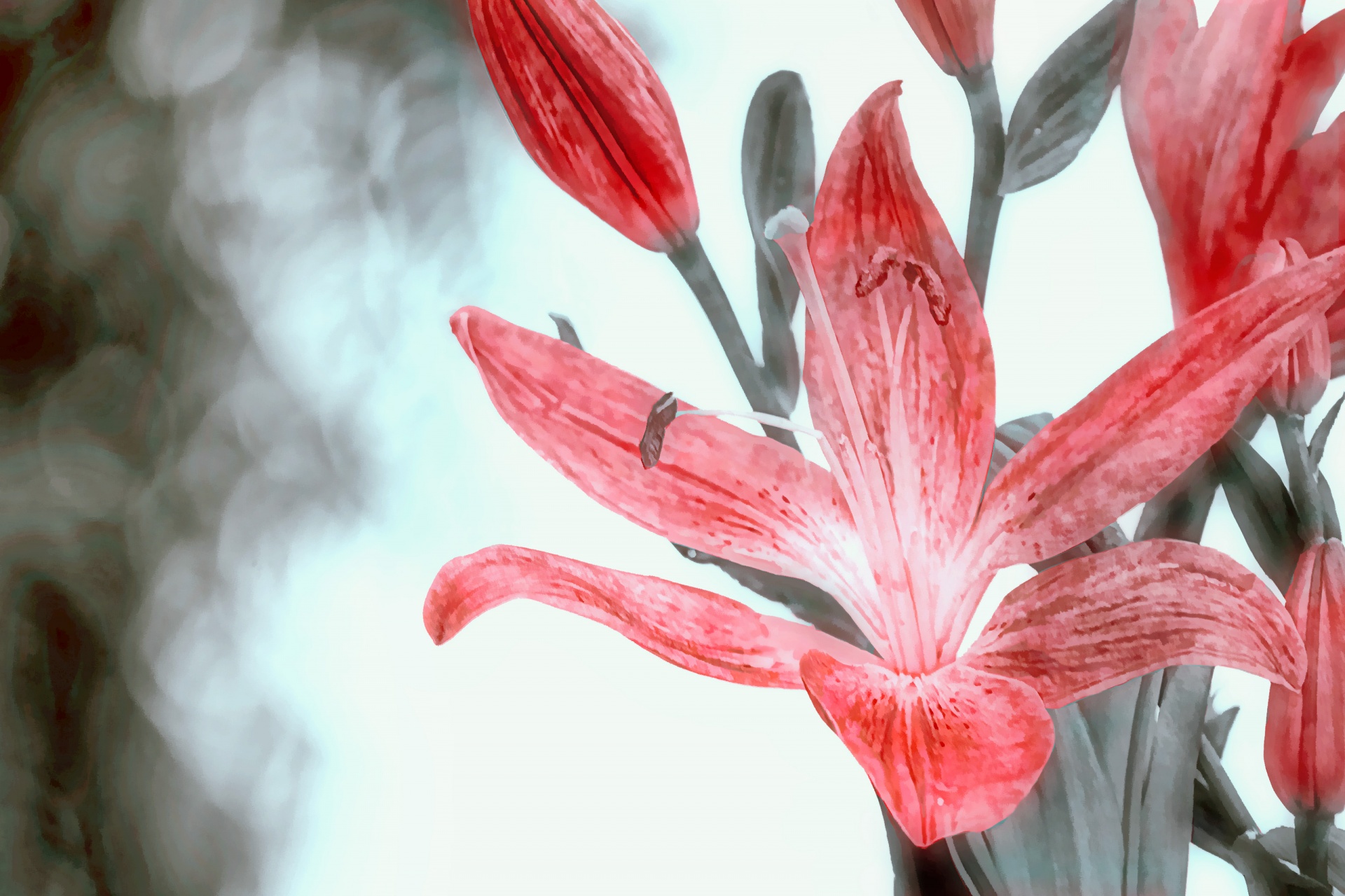 lily red nature free photo