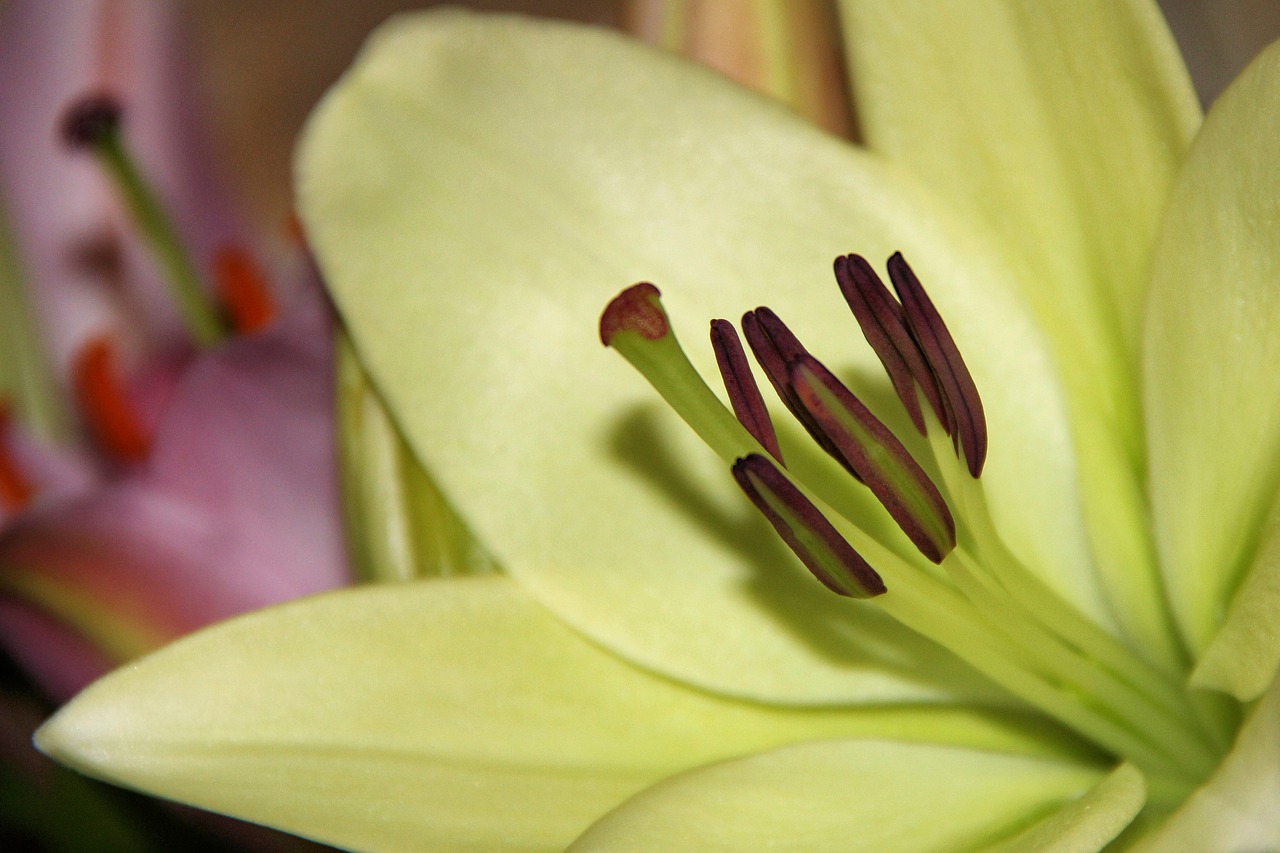 lily daylily white free photo